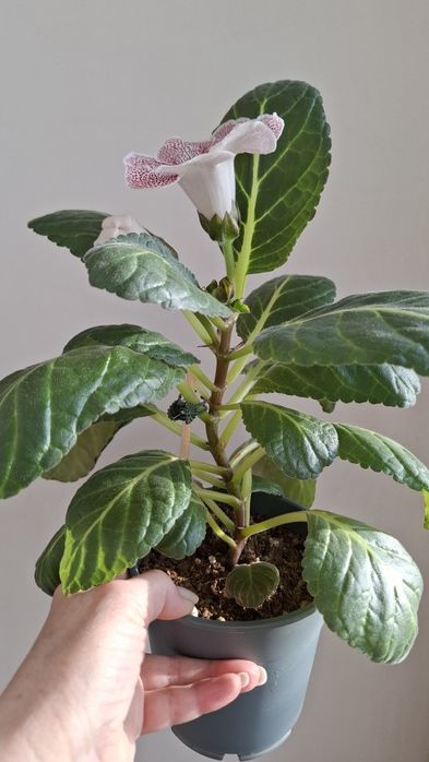 Продам глоксинию