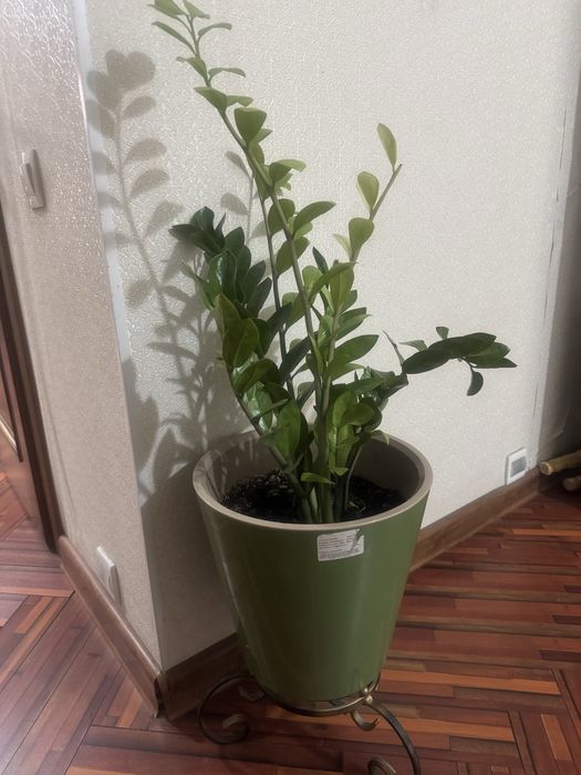 Продам растения