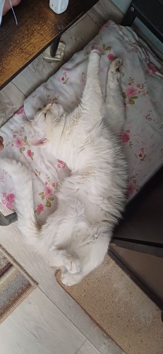 Вязка кот ищет кошку