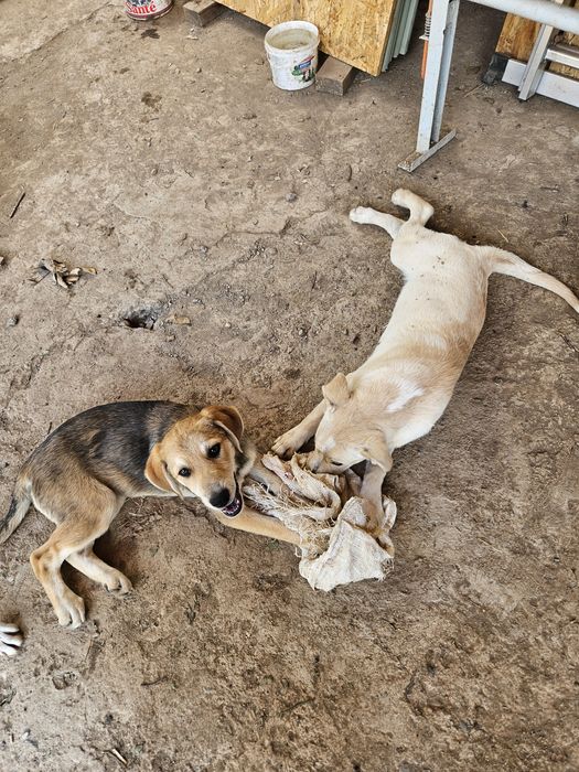 Подарявам малки кученца порода любов