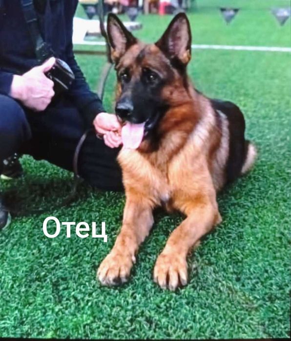 Щенки овчарки продается