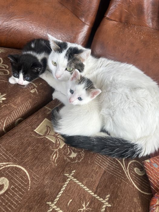 Ofer spre adoptie acesti 2 pisicei