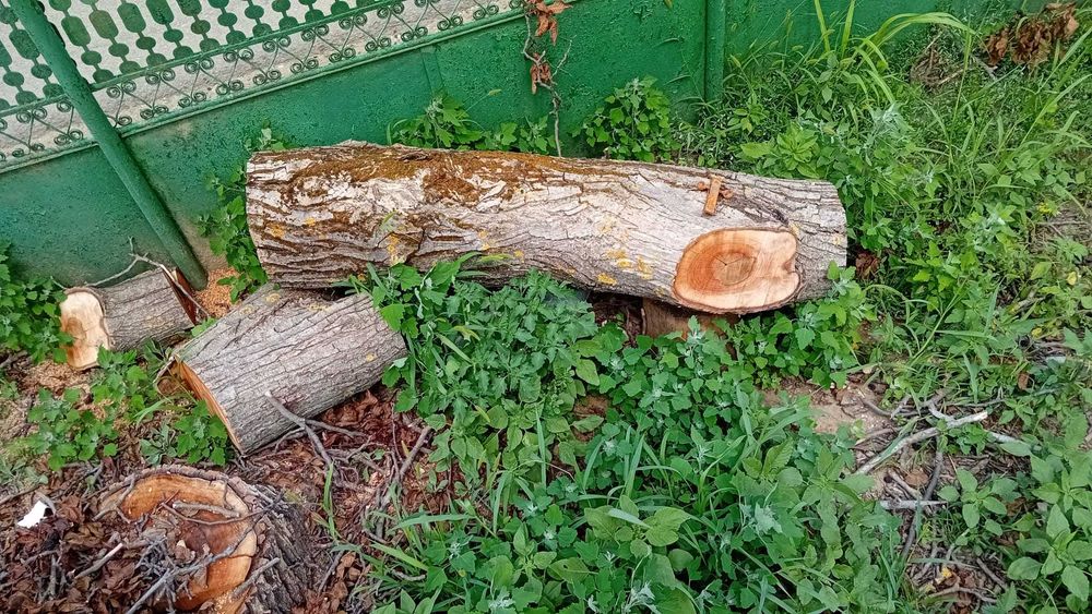Trunchi de nuc taiat in 3 bucati Nu se ofera transport