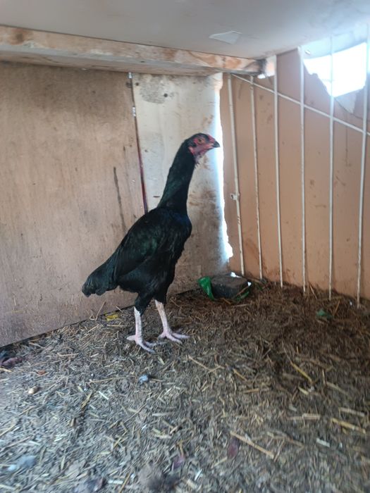 Dakan tovuq yaxshzot