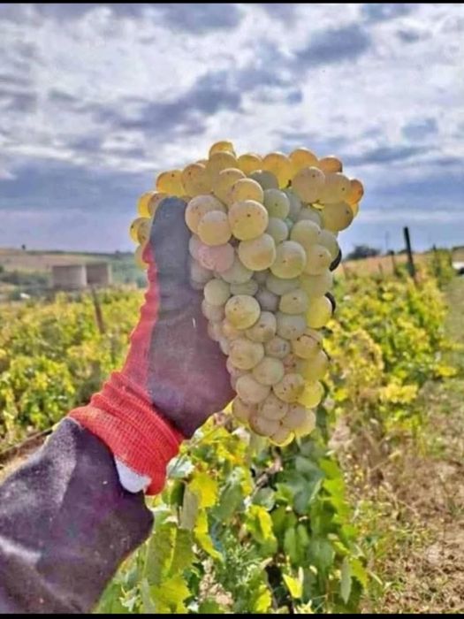 Vând struguri de vin direct de la producatori