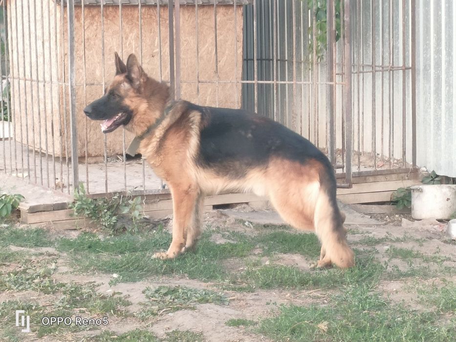 Вязка Немецкая овчарка