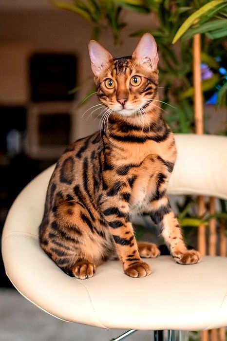 Бенгальские котята. Элитные кошки!