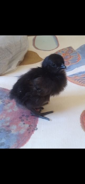 Продам цыплят хороших