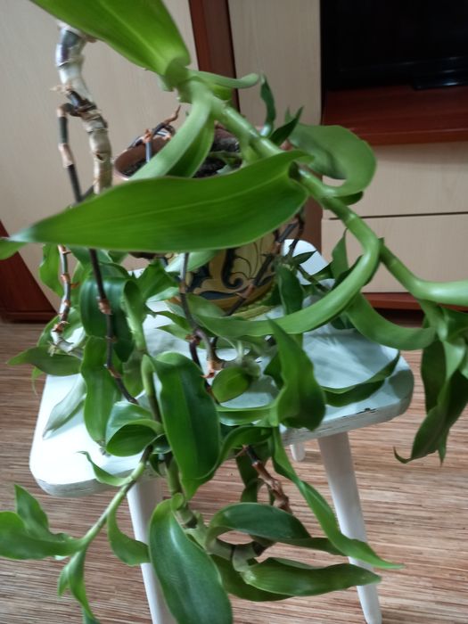 Золотой ус лекарственный