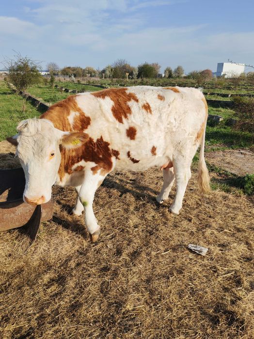 Disponibilă Junincă