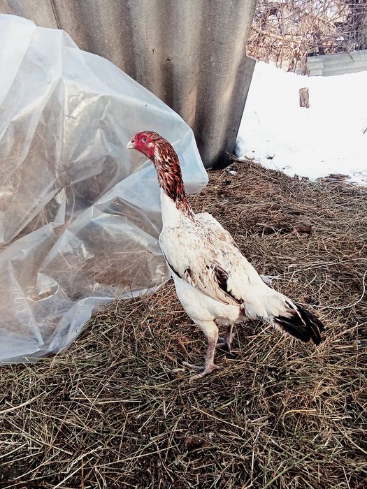 Дакан курица алматы