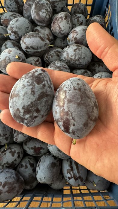 Продава се Земеделски имот в с. Крислово, Област Пловдив -  кв.м за 2267 €/дка - Снимка #2