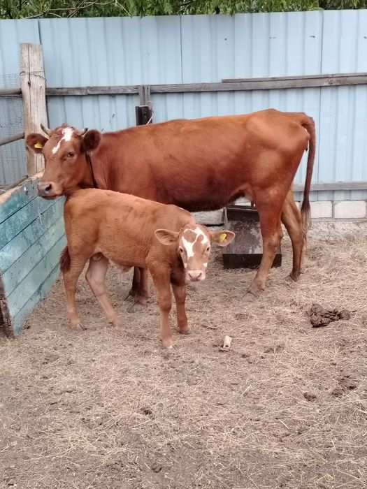 Продам корову с телёнком