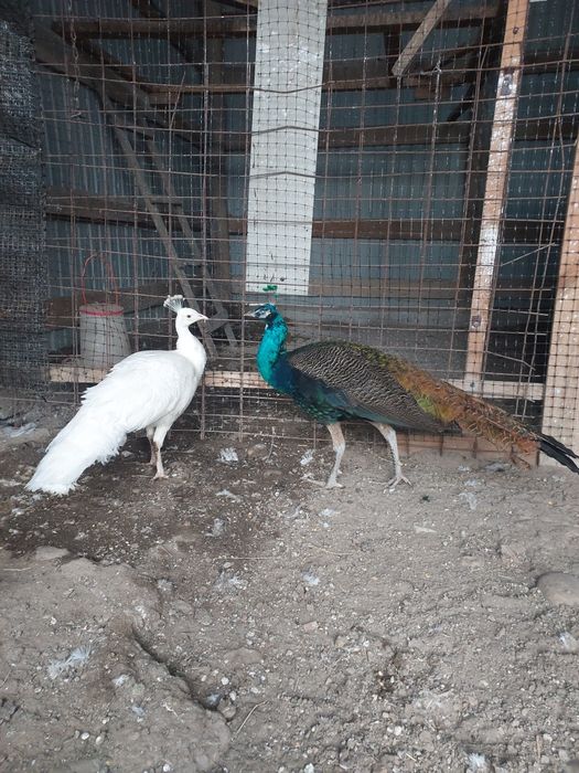 Vând familie de păuni