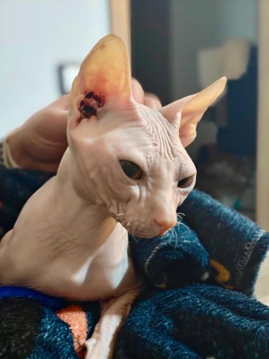 Отдам кота в добрые руки сфинкса