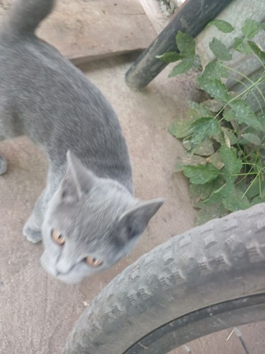 Найден котенок, девочка, район москва