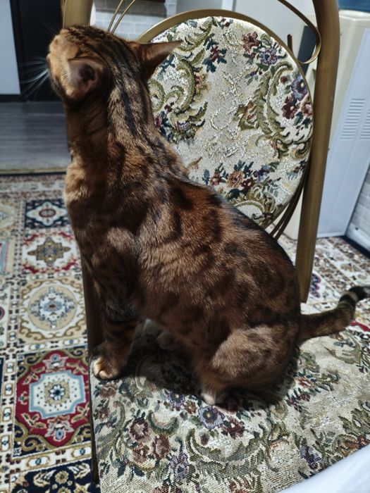 Кошка бенгальская