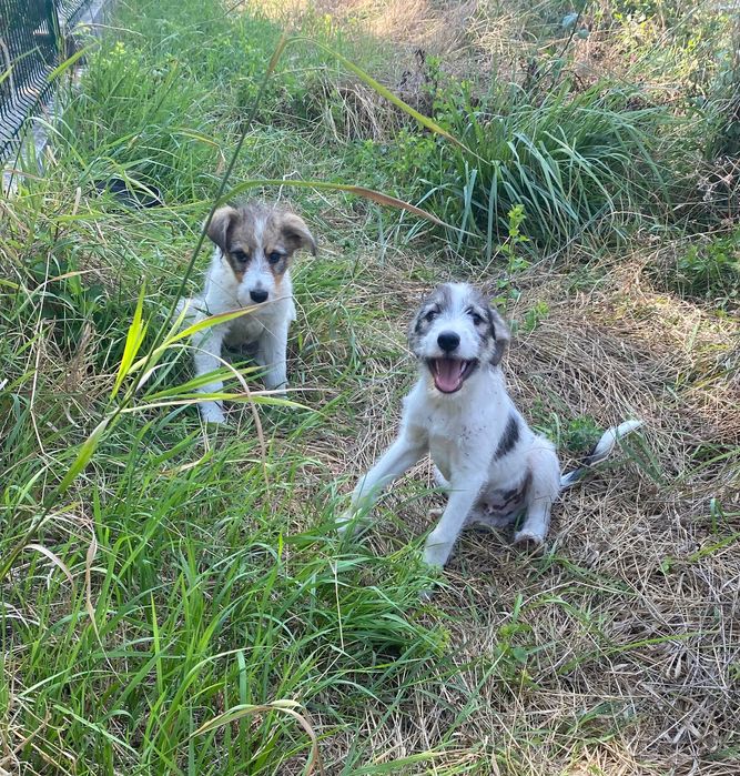 2 catei frumosi pt adoptat