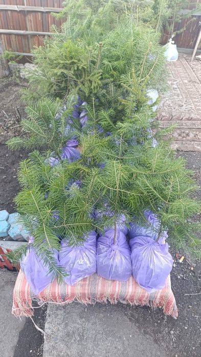 В продаже есть сажинцы