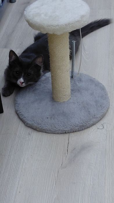 Отдам даром котёнка