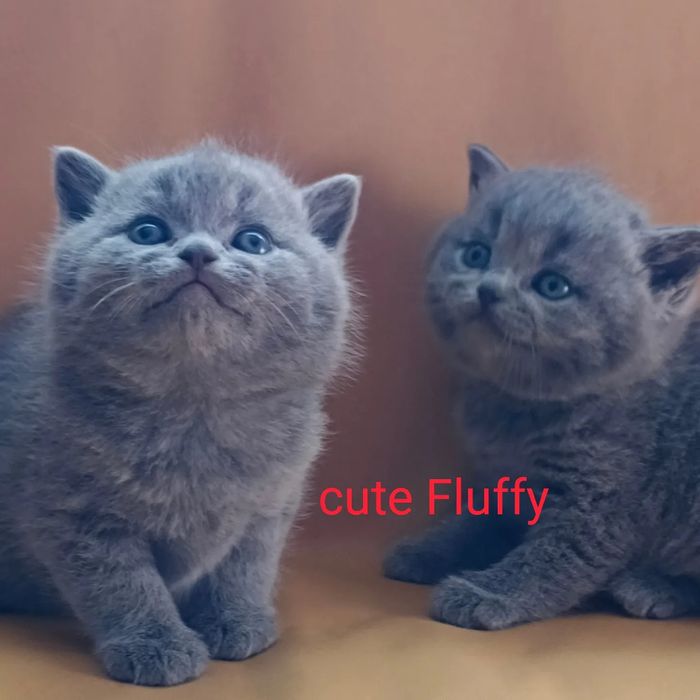 Клубные британские котята