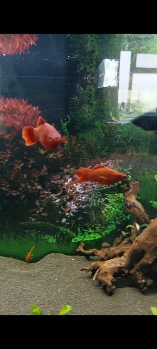 Меченосец Рубин Кин Конг