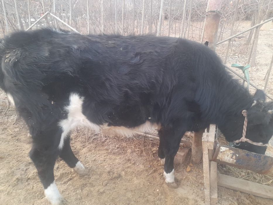 Семіз бағулы тұрған баспақ