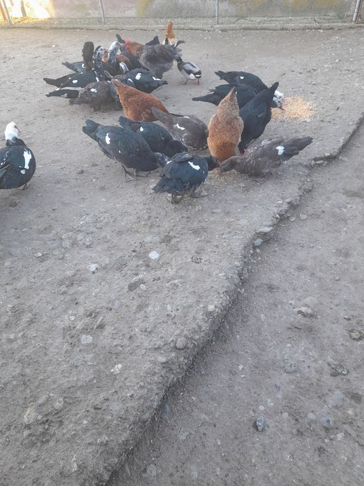 Vând rațe leșești