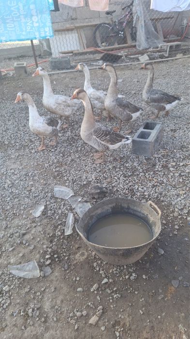 Продам  гуси и куры