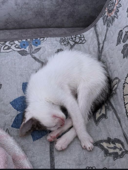 Кошка 2 айлык..к