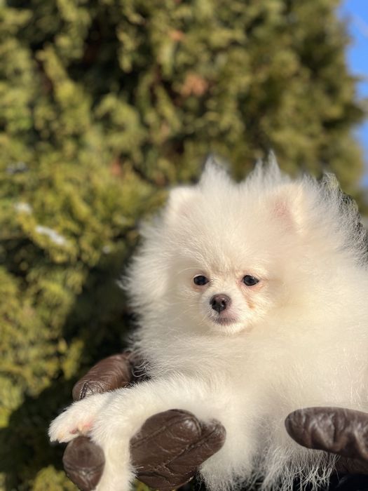 Pomeranian alb mini