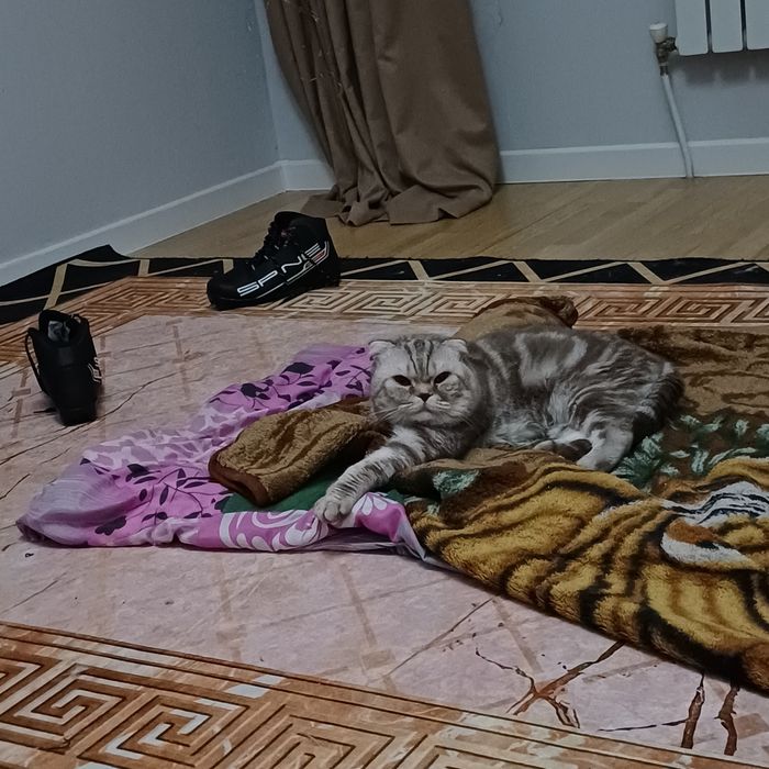 отдам кота веслоухий британец