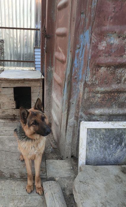 Продажа немецкая овчарка