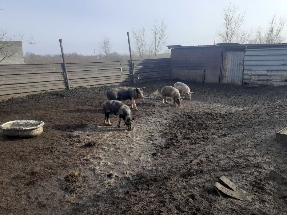 Продам поросят на доращивание