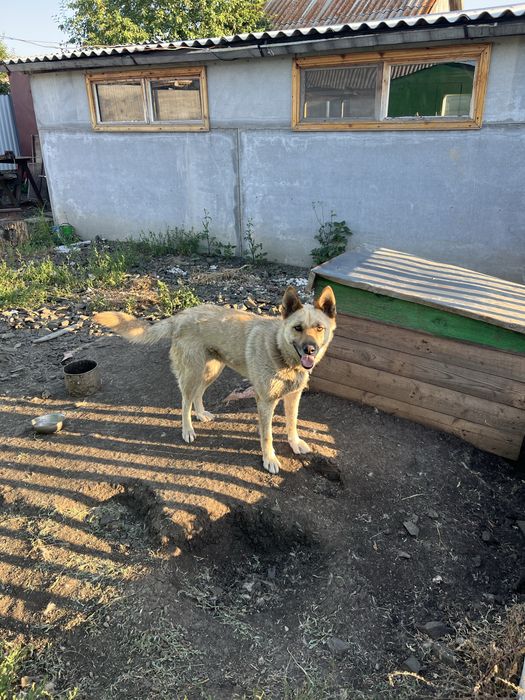 Продается дача, 10 соток