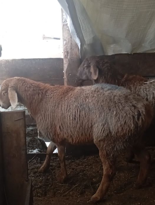 Продам баранов жирных