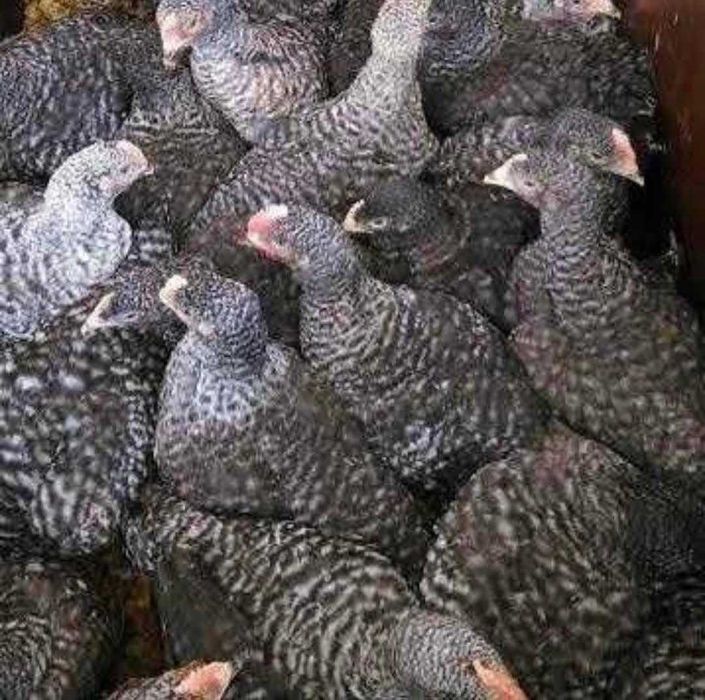 Pui de rasă mixtă și alb de carne si de ouă