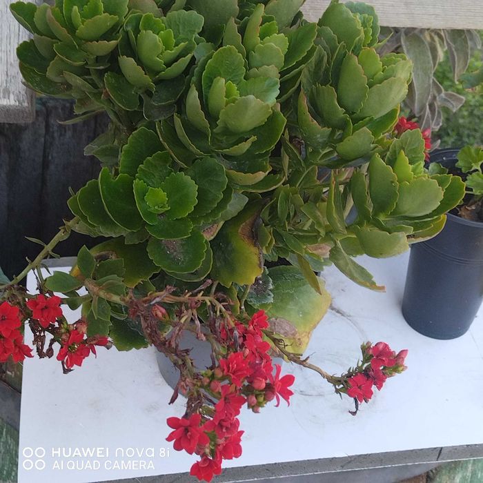 Цветя които ми се повтарят