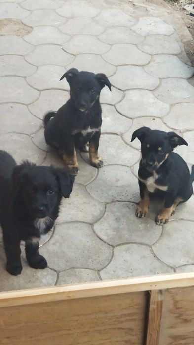 Отдаю щенков в добрые руки