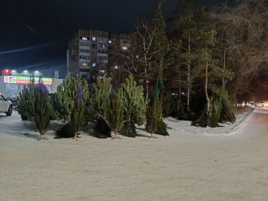 Ёлки ,Сона ,ель,пихта,новогодние