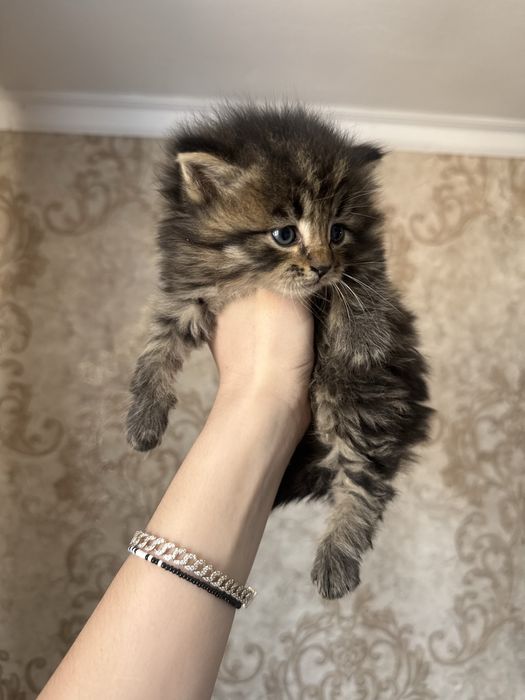 Котята бесплатно