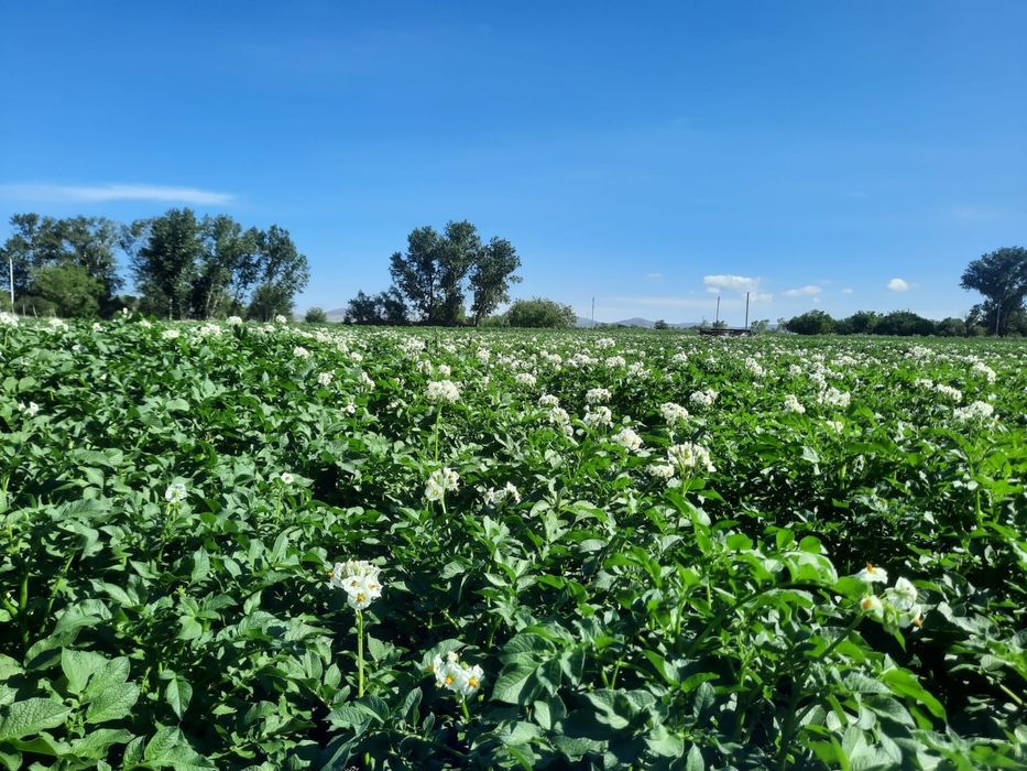 Продаётся картофель сорт Гала