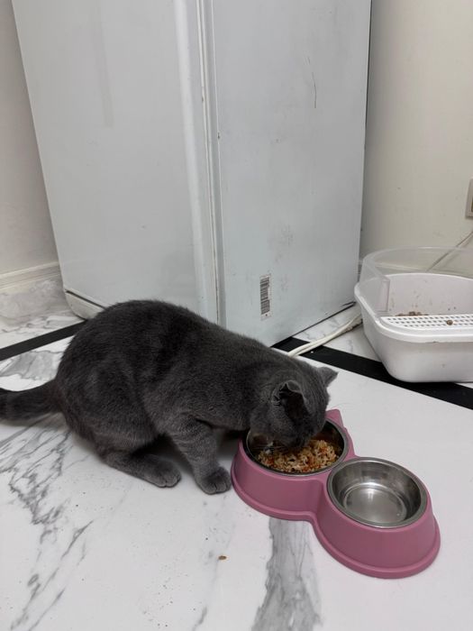 Британский котик