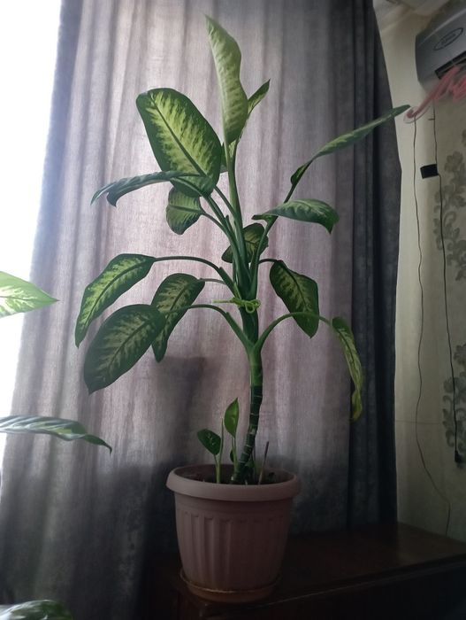 Продам диффенбахию.