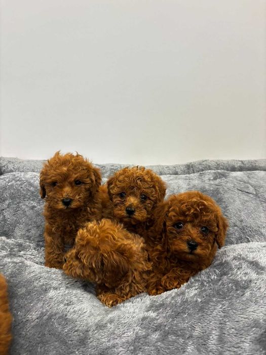 Пудел Мини / Mini poodle