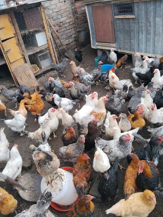 Продам кур несушек