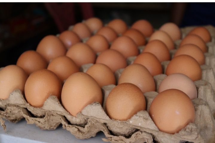 Продам куриные яйца