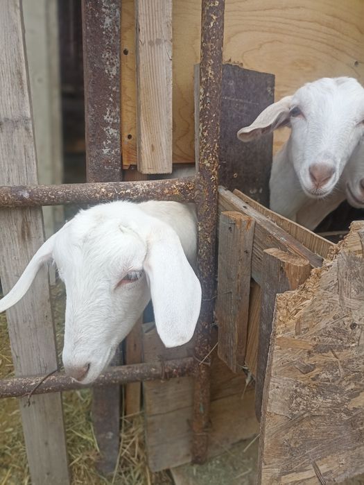 Продам дойную козу