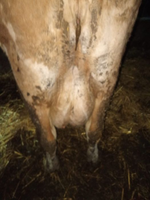 Vaci de vânzare cu lapte