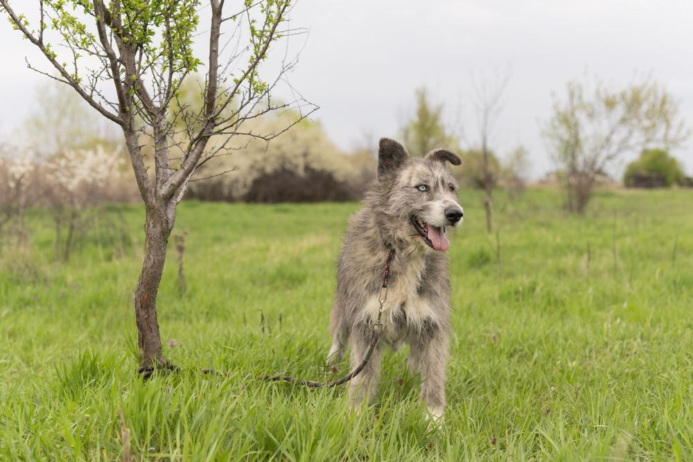 Caini pentru adoptie